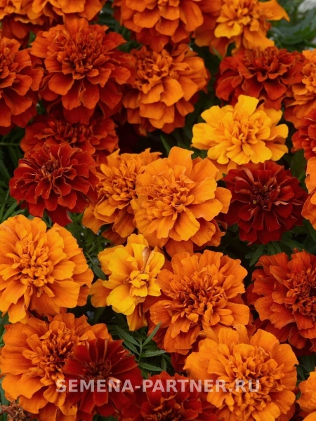 Бархатцы отклоненные ФАЙРБОЛЛ 10шт