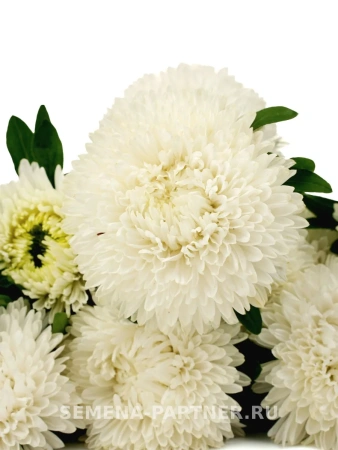 Астра китайская СВАДЕБНЫЙ ВАЛЬС 5шт в амп