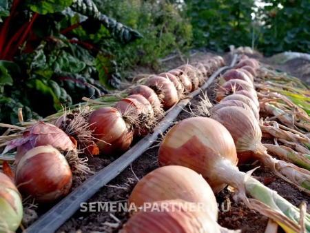 Лук репчатый ВАЛЕРО F1 0,5г