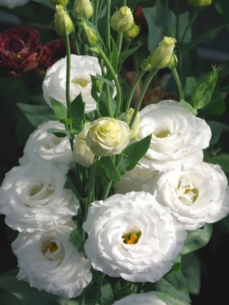 Эустома ПРИНЦЕССА ДИАНА F1 белая 5шт в амп