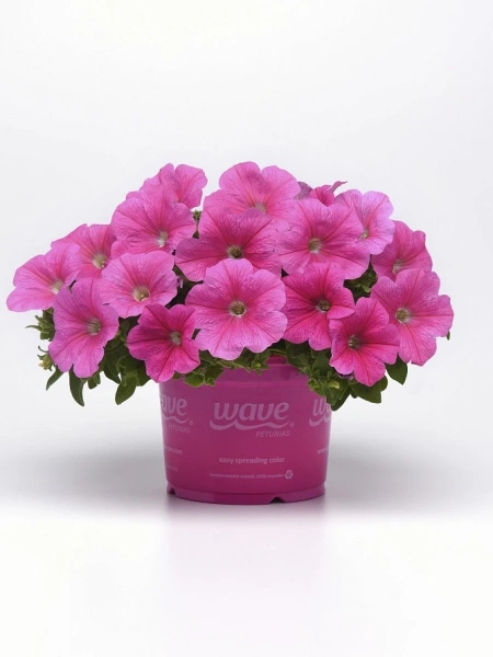 Петуния ИЗИ ВЭЙВ ПИНК КОСМО F1 5шт в амп