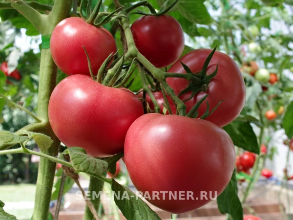 Томат ГАЛАКТИКА F1 2-ной пак. 10шт (ожидается поступление в декабре)