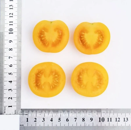 Томат черри ЗЛАТОЯР F1 2-ной пак. 5шт Томат черри ЗЛАТОЯР F1 2-ной пак. 5шт