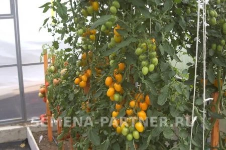 Томат ГЕЙША F1 2-ной пак. 10шт Томат ГЕЙША F1 2-ной пак. 10шт