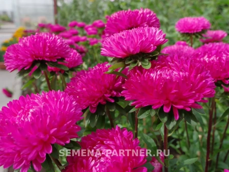 Астра китайская ДАМСКИЙ РОМАН 5шт в амп (ожидается поступление в декабре)