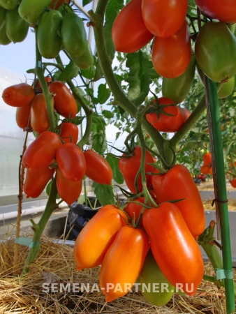 Томат ЖАРА F1 2-ной пак. 10шт