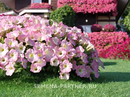 Петуния «Зацветёт SHORT» КОРАЛ БЛАШ F1 5шт в амп