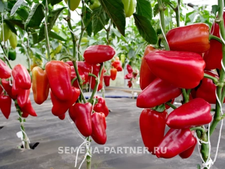 Перец сладкий ПЕТРОВЧАНКА 2-ной пак. 0,1г