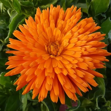 Календула Радио Оранж Германия Pro 0,5г