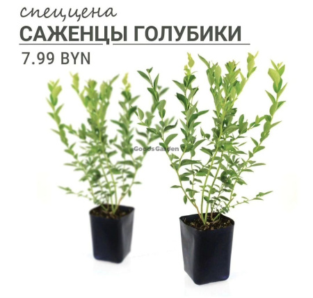 Саженец Голубика Блюкроп 3-х летка п/п 2л 60-80см (только самовывоз)