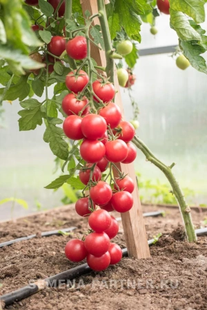 Томат ЧЕРРИ ЛИТЛ ПИНКИ F1 2-ной пак. 10шт Томат ЧЕРРИ ЛИТЛ ПИНКИ F1 2-ной пак. 10шт