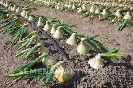 Лук репчатый ЭКСИБИШЕН 0,5г