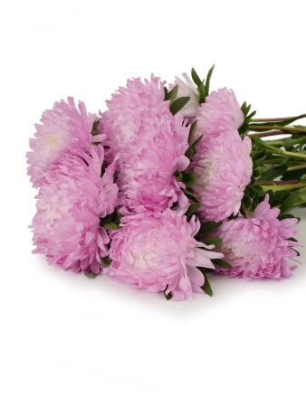 Астра китайская ПЕРВОЕ СВИДАНИЕ 5шт в амп