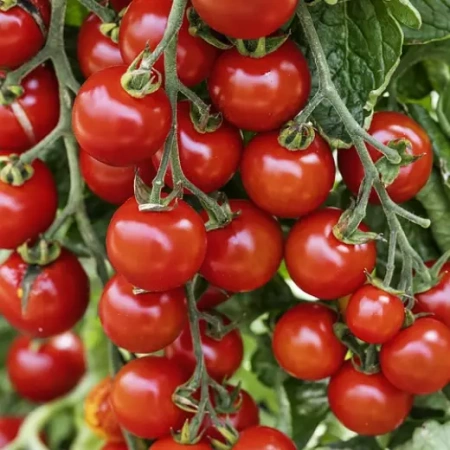 Томат Мараска F1 Италия Pro 5шт