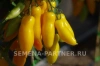 Томат БАНАНОВЫЕ НОГИ 10шт