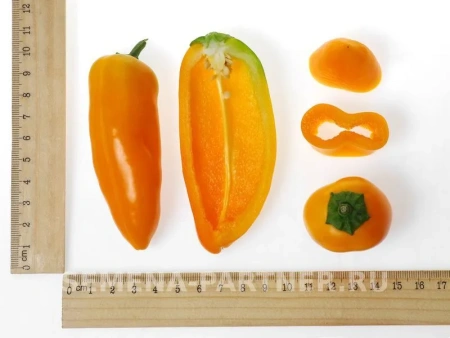 Перец сладкий КЕША F1 2-ной пакет 5шт