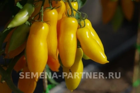 Томат БАНАНОВЫЕ НОГИ 10шт