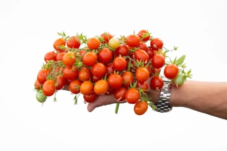 Томат МОНПАНСЬЕ 2-ной пак. 10шт