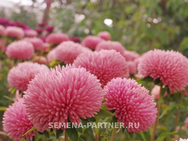 Астра китайская ПРИЗНАНИЕ В ЛЮБВИ 5шт в амп