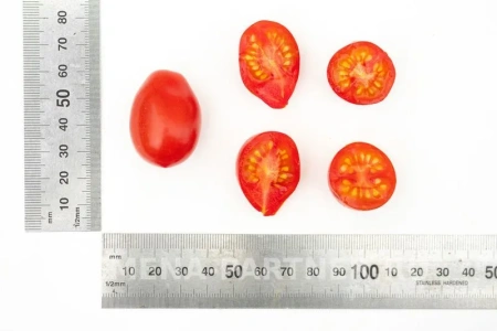 Томат МОНПАНСЬЕ 2-ной пак. 10шт