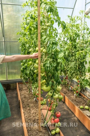 Томат ЭВОЛЮЦИЯ F1 2-ной пак. 10шт