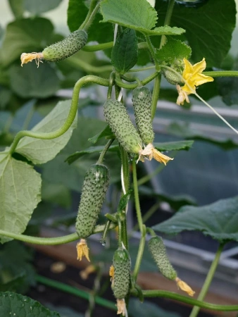 Огурец ДРУЖНЫЙ F1 10шт