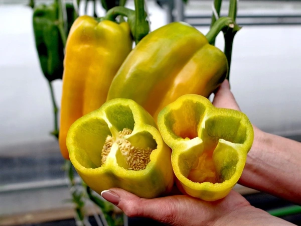 Перец сладкий ГОРОСПЕЛ F1 2-ной пак. 5шт