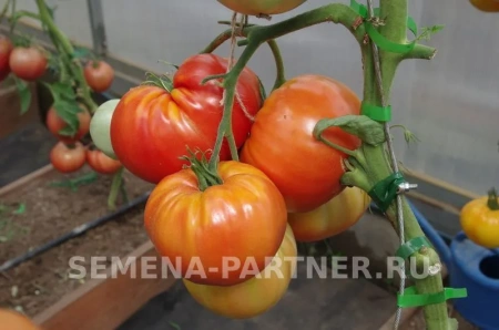 Томат ЛЕГЕНДА КОКТЕБЕЛЯ 2-ной пак. 10шт