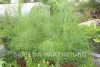 Фенхель ОСЕННИЙ КРАСАВЕЦ 1г
