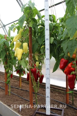 Перец сладкий ЗЛАТА ПРАГА F1 2-ной пак. 10шт Перец сладкий ЗЛАТА ПРАГА F1 2-ной пак. 10шт