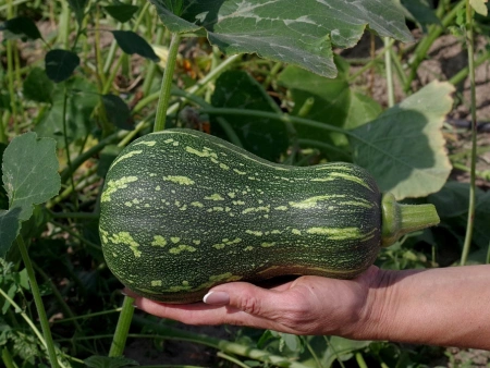 Тыква КВАКИ F1 мускатная 5шт