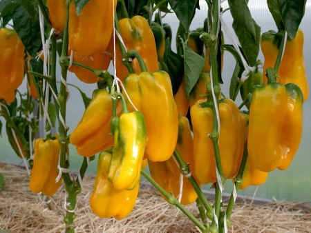 Перец сладкий ГОРОСПЕЛ F1 2-ной пак. 5шт