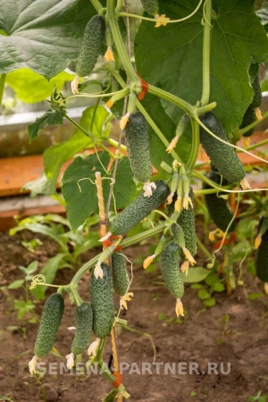 Огурец БИНГО F1 5шт