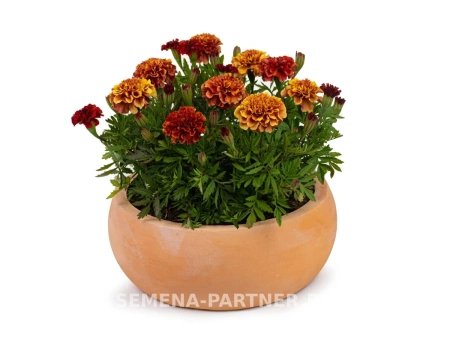 Бархатцы отклоненные СТРОБЕРРИ БЛОНД 2-ной пак. 10шт