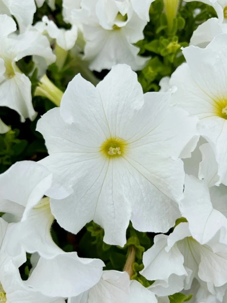 Петуния КОЛЛЕКЦИЯ «ПЕЙЗАЖНАЯ» КАШАРЕЛЬ СНОУ КАП F1 10шт в амп