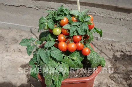 Томат БАЛКОННОЕ ЧУДО 2-ной пак. 0,05г