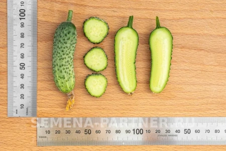 Огурец БИНГО F1 5шт