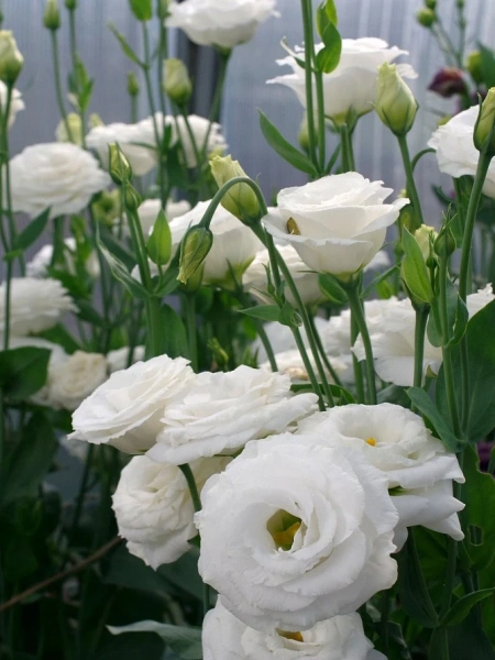 Эустома ПРИНЦЕССА ДИАНА F1 белая 5шт в амп