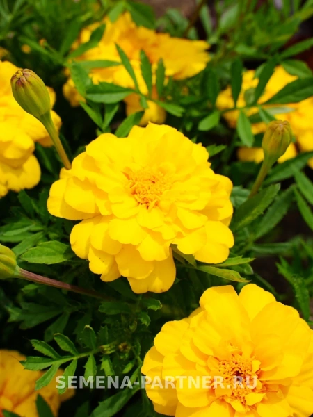 Бархатцы отклоненные ОДРИ ЕЛЛОУ 2-ной пак. 10шт