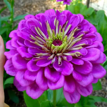 Цинния Лаванда Германия Pro 0,5г