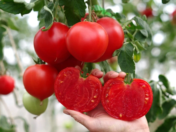 Томат СТРАУС F1 2-ной пак. 10шт