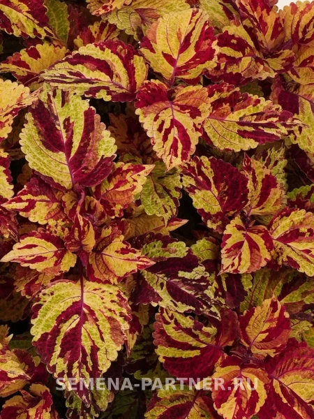 Колеус шлемниковидный «КОЛОРИТ ПРЕМИУМ» БРАЙТ ХОЛЛИДЕЙ 2-ной пак. 5шт Колеус шлемниковидный «КОЛОРИТ ПРЕМИУМ» БРАЙТ ХОЛЛИДЕЙ 2-ной пак. 5шт