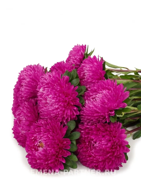 Астра китайская ДАМСКИЙ РОМАН 5шт в амп