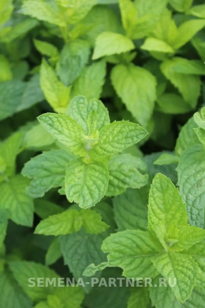 Мята МЕНТОЛ 0,05г