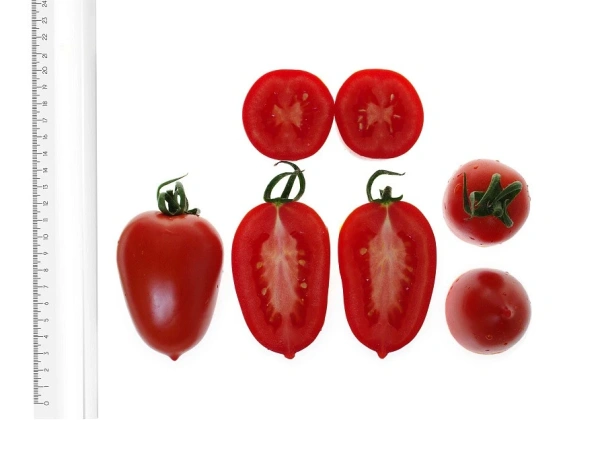 Томат МИЛЛЕНИУМ F1 2-ной пак. 10шт