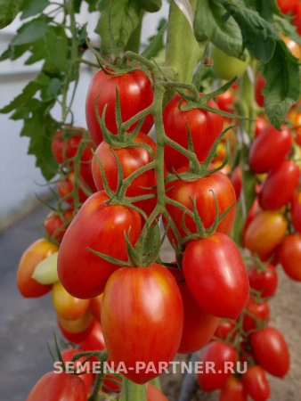 Томат КОСТИК F1 2-ной пак. 10шт