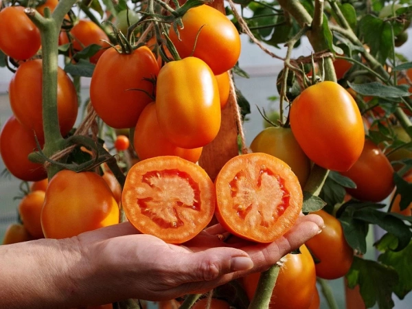 Томат ФАРАДЕНЗА F1 2-ной пак. 10шт