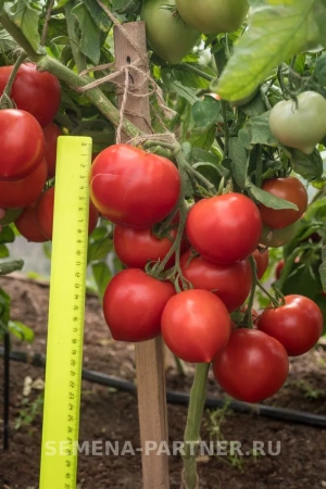 Томат АНТЮФЕЙ F1 2-ной пак. 0,1г Томат АНТЮФЕЙ F1 2-ной пак. 0,1г