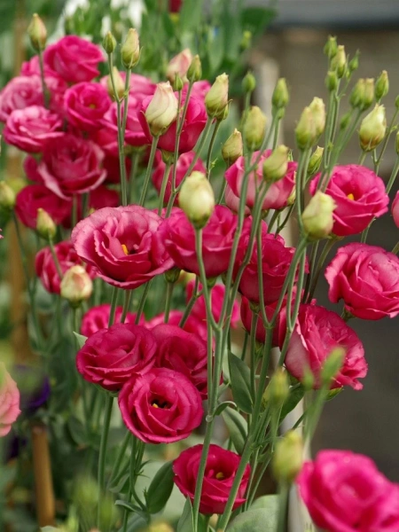 Эустома ПРИНЦЕССА ЛУИЗА F1 красная 5шт в амп