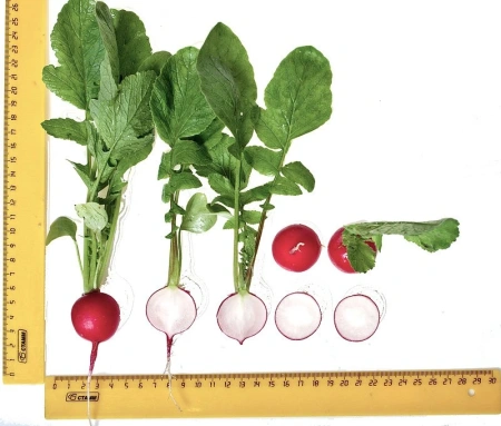 Редис ЧЕРРИЭТ F1 1г